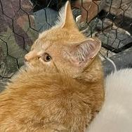 Enlarge Josephine, a Adoptable Domestic Short Hair in Washington, DC image 3/5