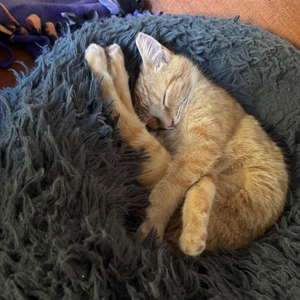 Enlarge Josephine, a Adoptable Domestic Short Hair in Washington, DC image 4/5