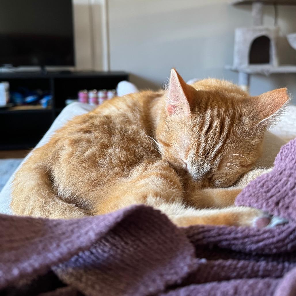 Enlarge Josephine, a Adoptable Domestic Short Hair in Washington, DC image 5/5