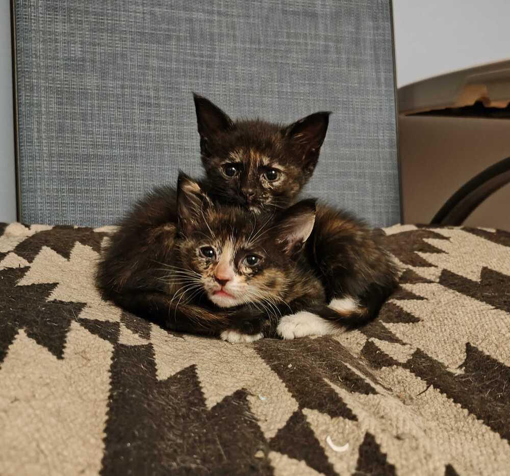 Graciela, Adoptable, Kitten Female Domestic Short Hair.