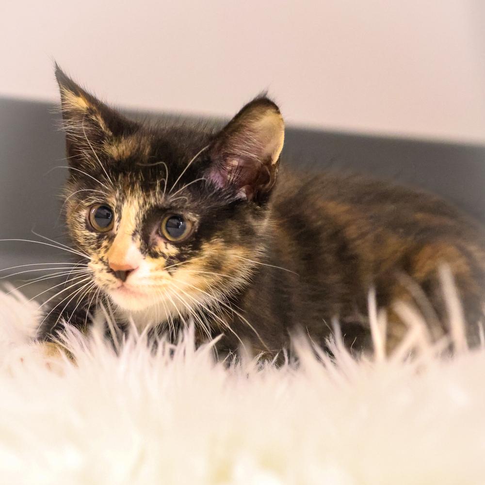 Enlarge Graciela, a Adoptable Domestic Short Hair in Topeka, KS image 2/4