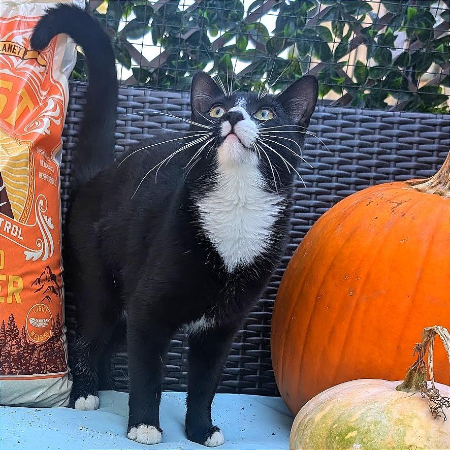 Bobbins, Adoptable, Adult Male Domestic Short Hair.