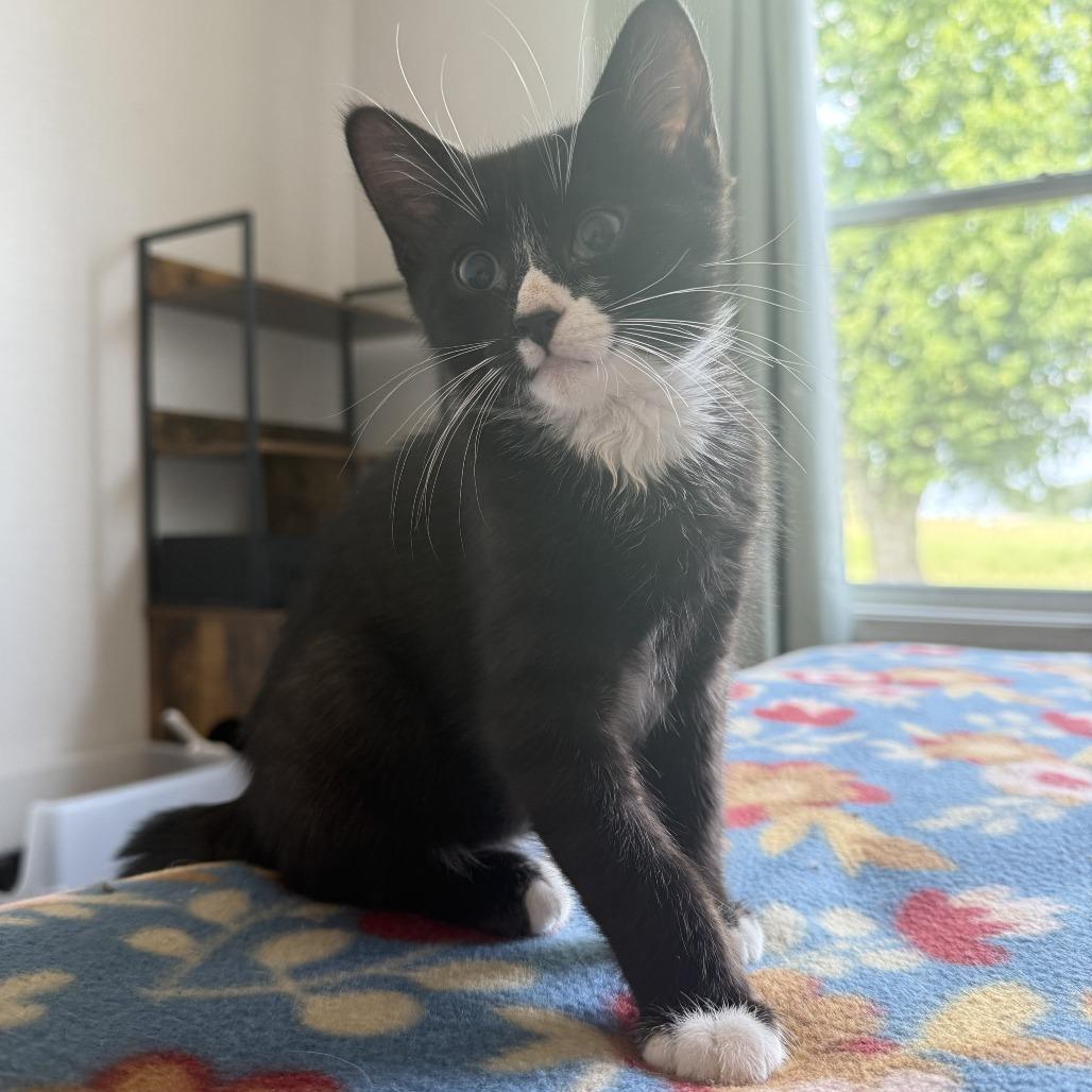 Enlarge Bobbins, a Adoptable Domestic Short Hair in Nowata, OK image 3/6