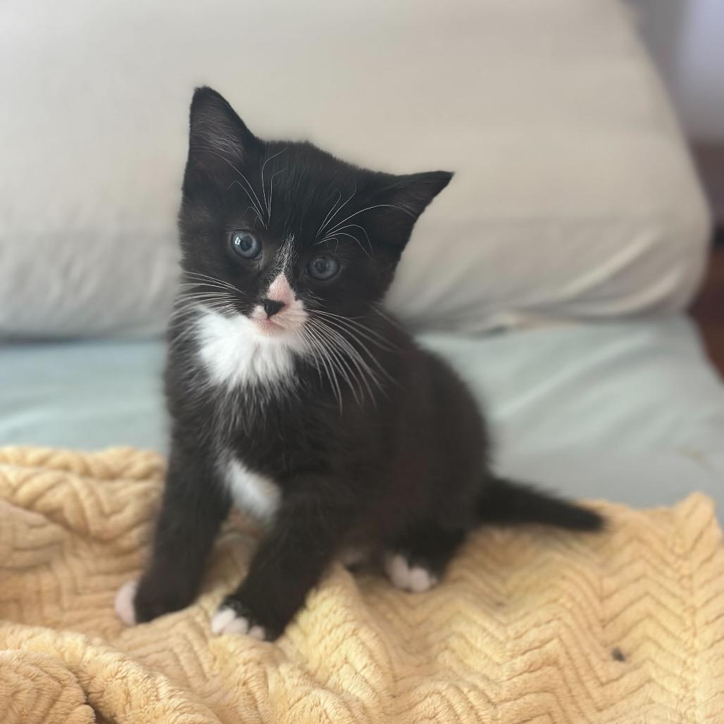 Enlarge Bobbins, a Adoptable Domestic Short Hair in Nowata, OK image 6/6