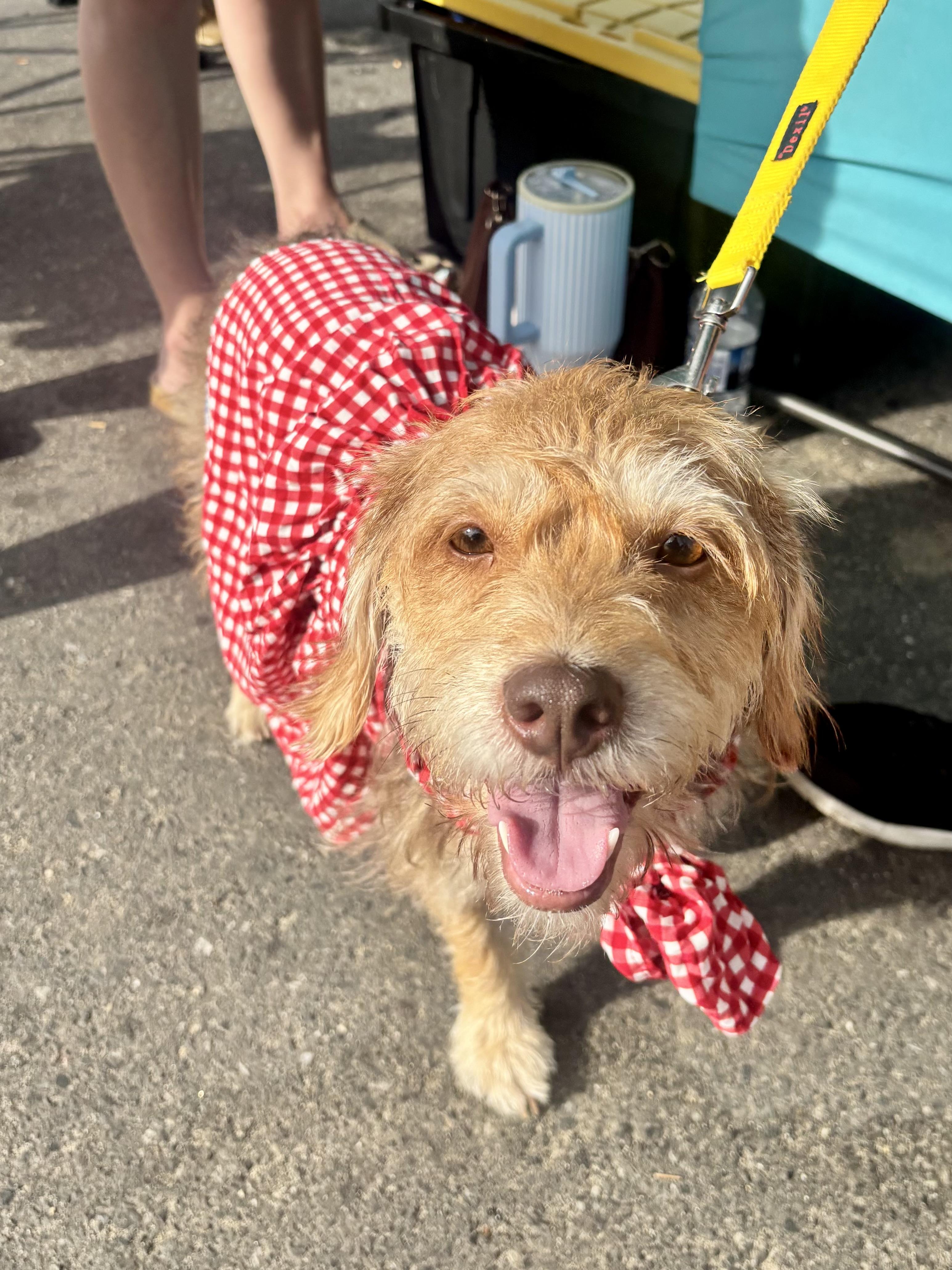 Dove, Adoptable, Adult Female Border Terrier.