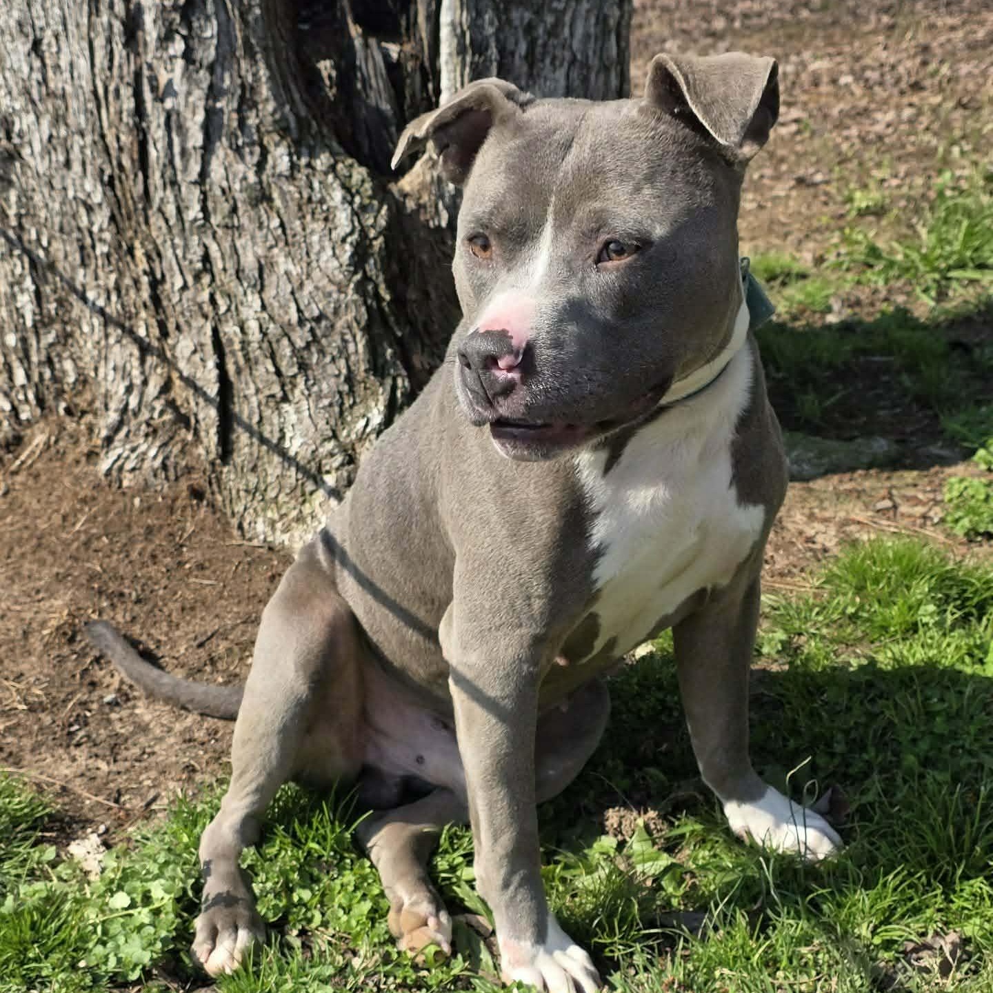 Enlarge Hank  -new pics!, a ADOPTABLE mixed breed in Watertown, CT image 6/6