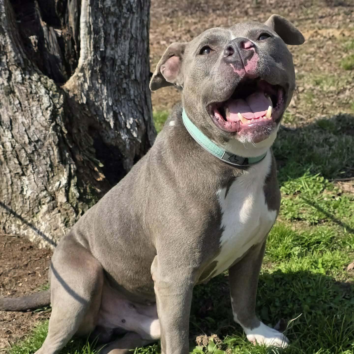 Hank  -new pics!, ADOPTABLE, Adult Male Pit Bull Terrier & American Staffordshire Terrier.