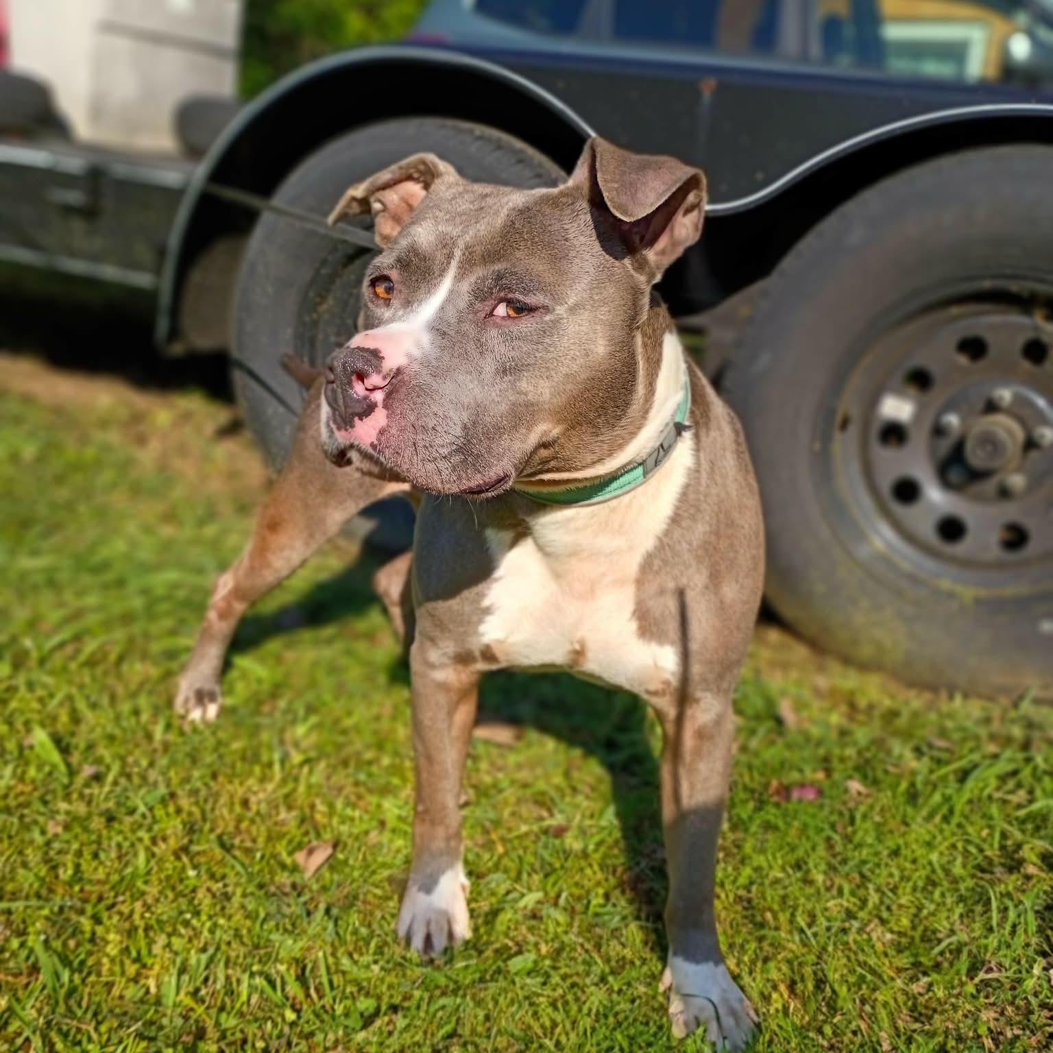 Enlarge Hank  -new pics!, a ADOPTABLE mixed breed in Watertown, CT image 1/6