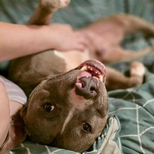 Hank - watch my video, a ADOPTABLE mixed breed in Watertown, CT image 1/6