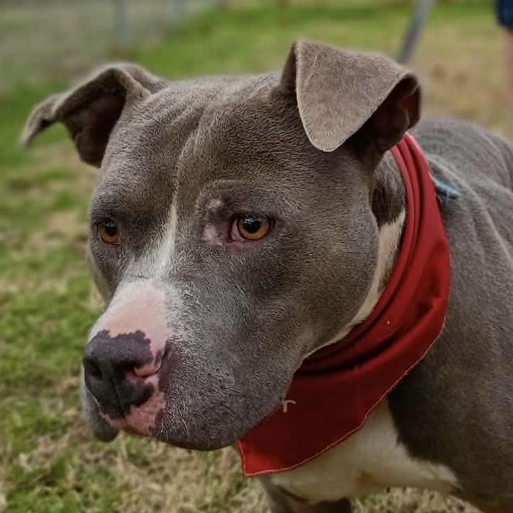 Enlarge Hank  -new pics!, a ADOPTABLE mixed breed in Watertown, CT image 4/6