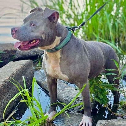 Hank - all new pics, a ADOPTABLE mixed breed in Watertown, CT image 6/6