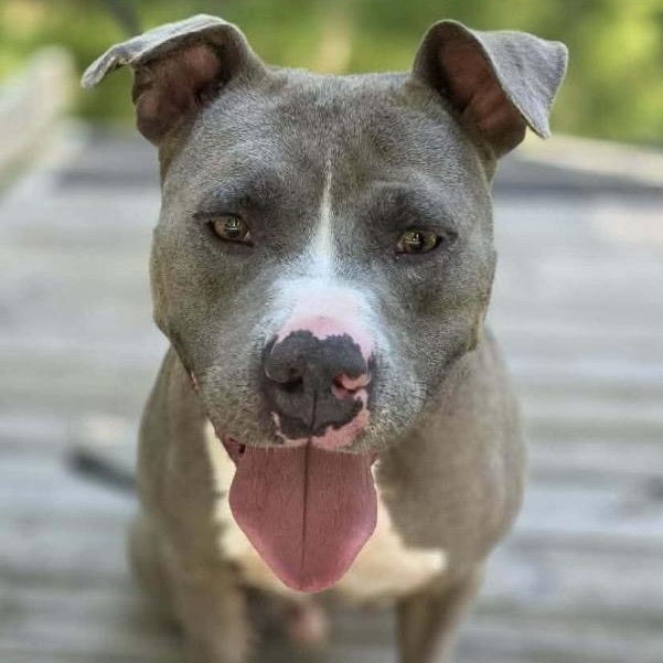 Hank - all new pics, a ADOPTABLE mixed breed in Watertown, CT image 2/6