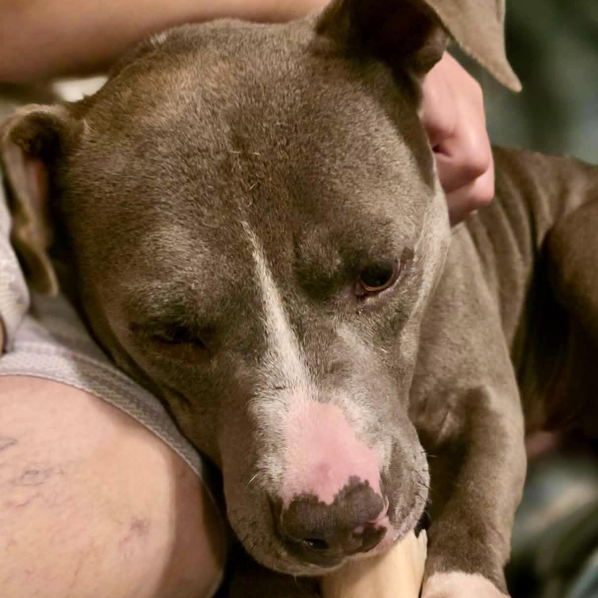 Hank - watch my video, a ADOPTABLE mixed breed in Watertown, CT image 3/6