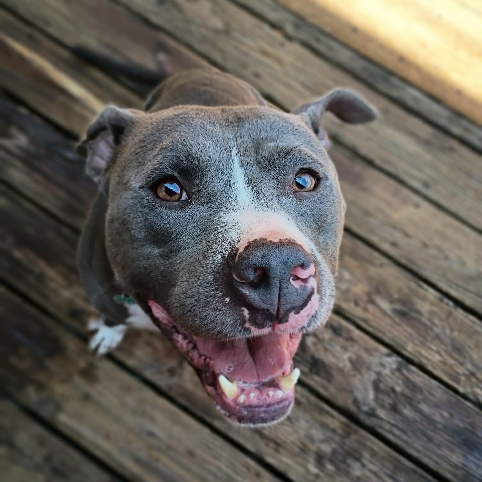 Hank  -new pics!, ADOPTABLE, Adult Male Pit Bull Terrier & American Staffordshire Terrier.