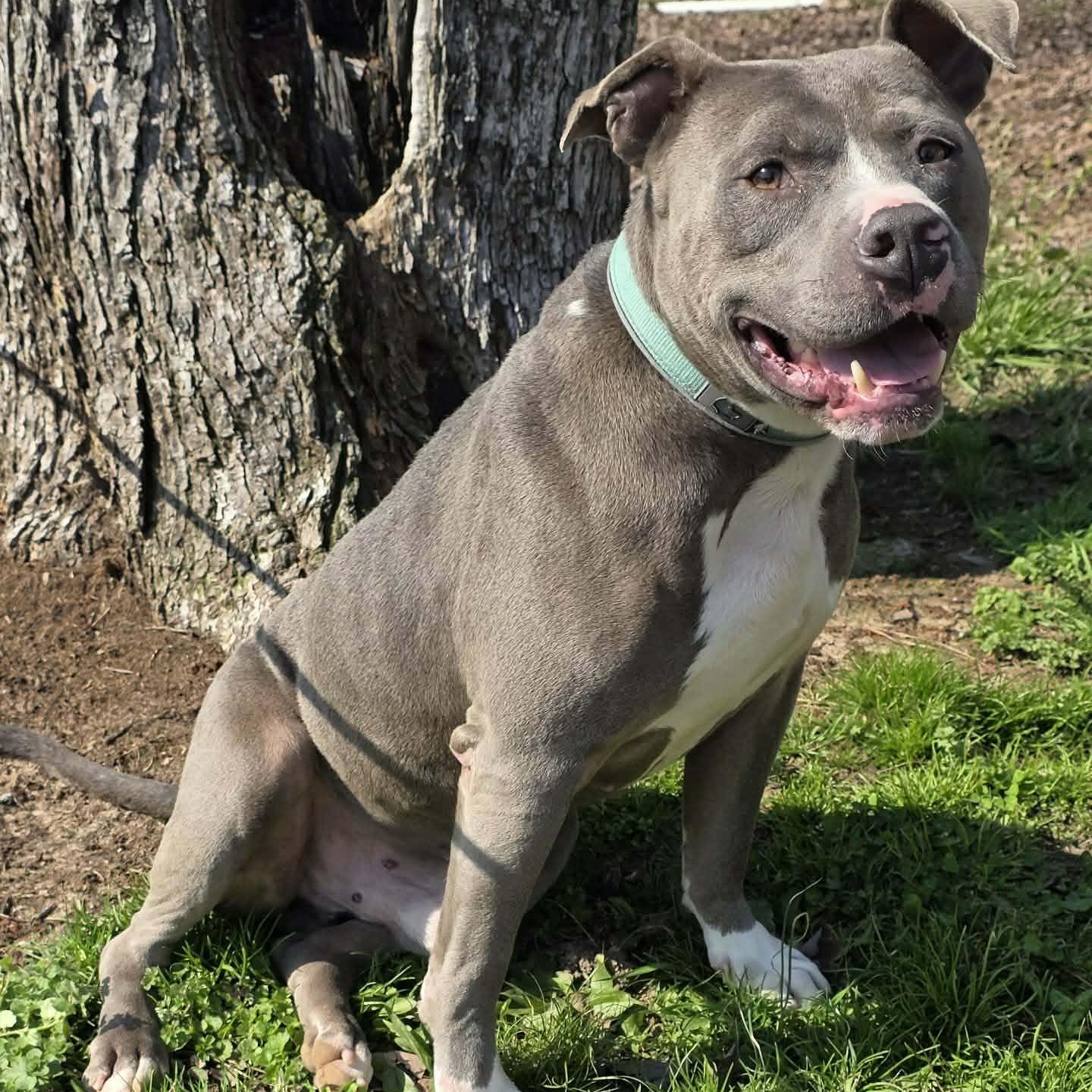 Enlarge Hank  -new pics!, a ADOPTABLE mixed breed in Watertown, CT image 5/6