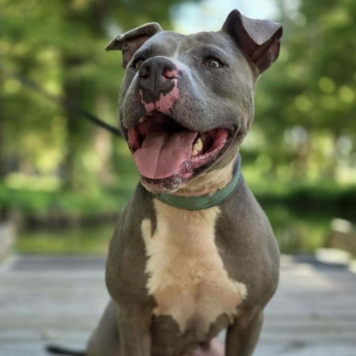 Hank - all new pics, a ADOPTABLE mixed breed in Watertown, CT image 1/6