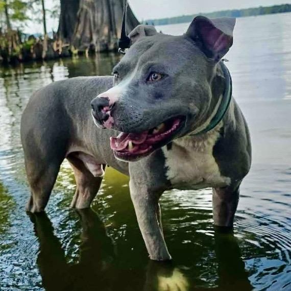Hank - all new pics, a ADOPTABLE mixed breed in Watertown, CT image 5/6