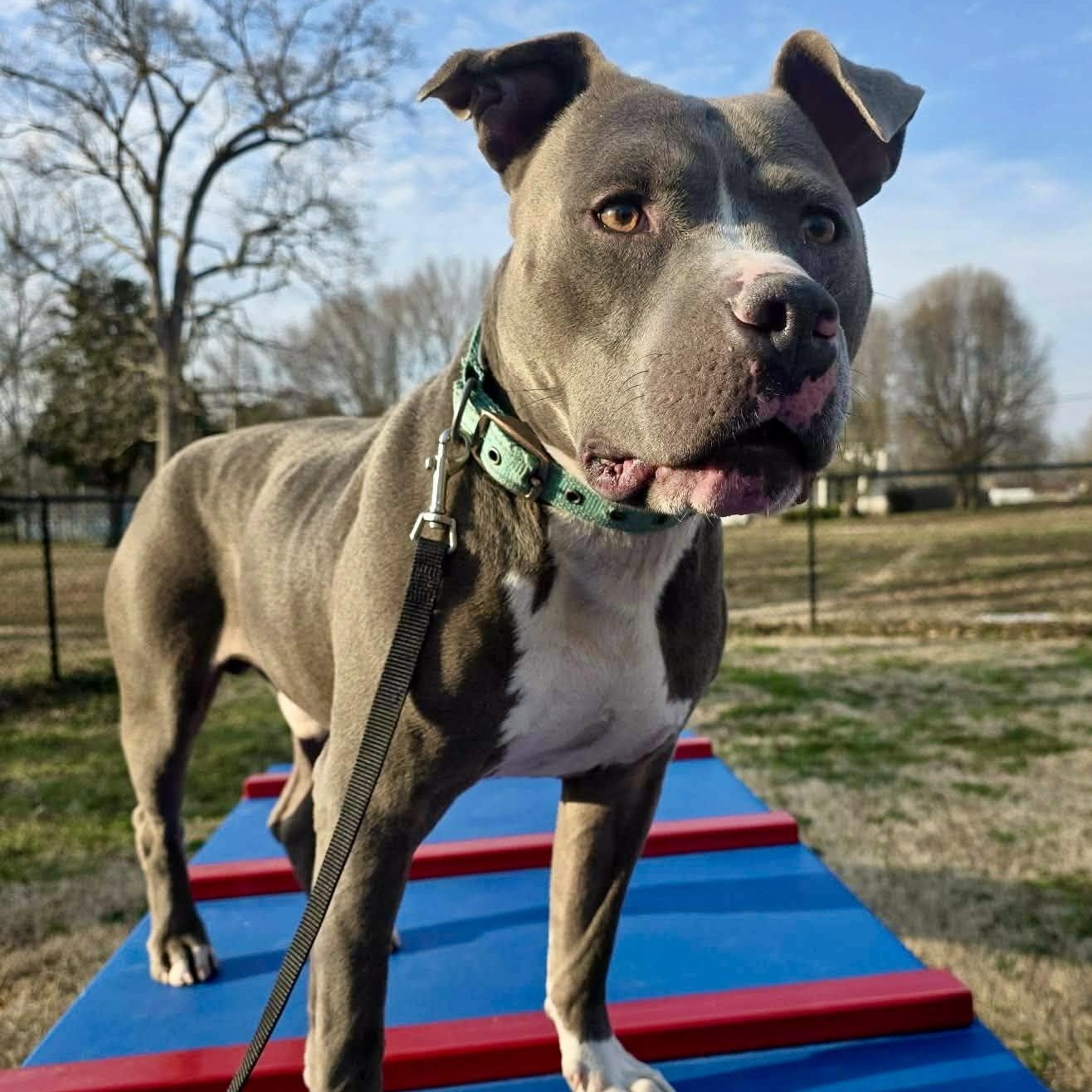 Hank - watch my video, a ADOPTABLE mixed breed in Watertown, CT image 5/6
