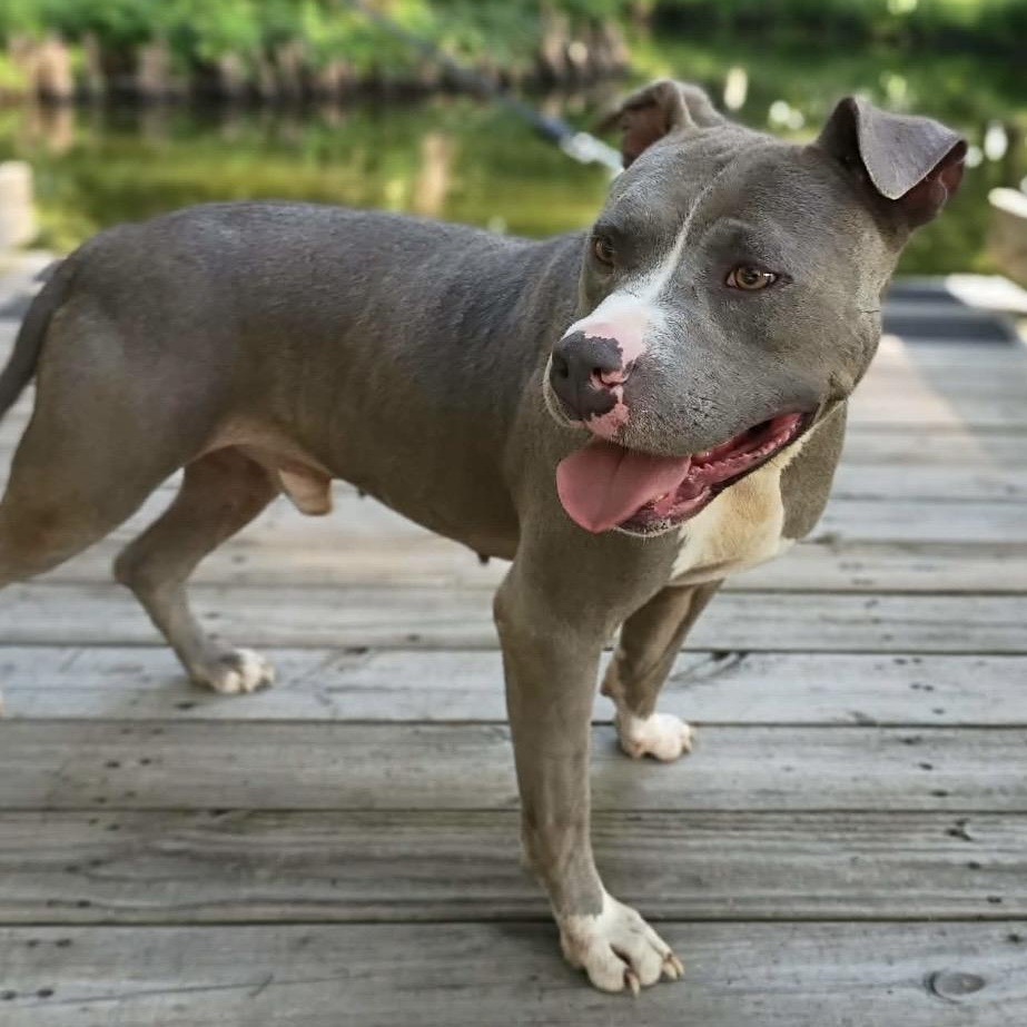 Hank - all new pics, ADOPTABLE, Adult Male Pit Bull Terrier & American Staffordshire Terrier.