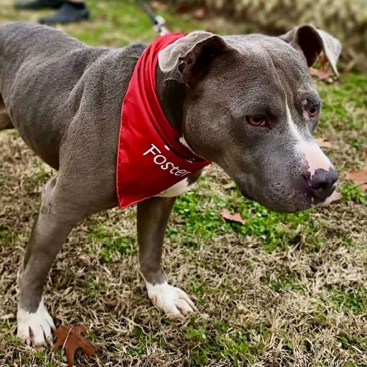 Enlarge Hank  -new pics!, a ADOPTABLE mixed breed in Watertown, CT image 3/6