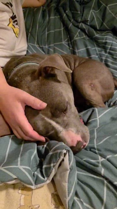 Enlarge Hank - watch my video, a ADOPTABLE mixed breed in Watertown, CT video 6/6
