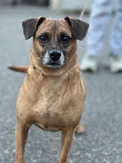Isabelle, Adoptable, Senior Female Chihuahua.