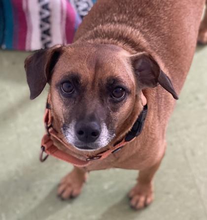 Isabelle, a Adoptable mixed breed in Gloucester, MA image 2/2