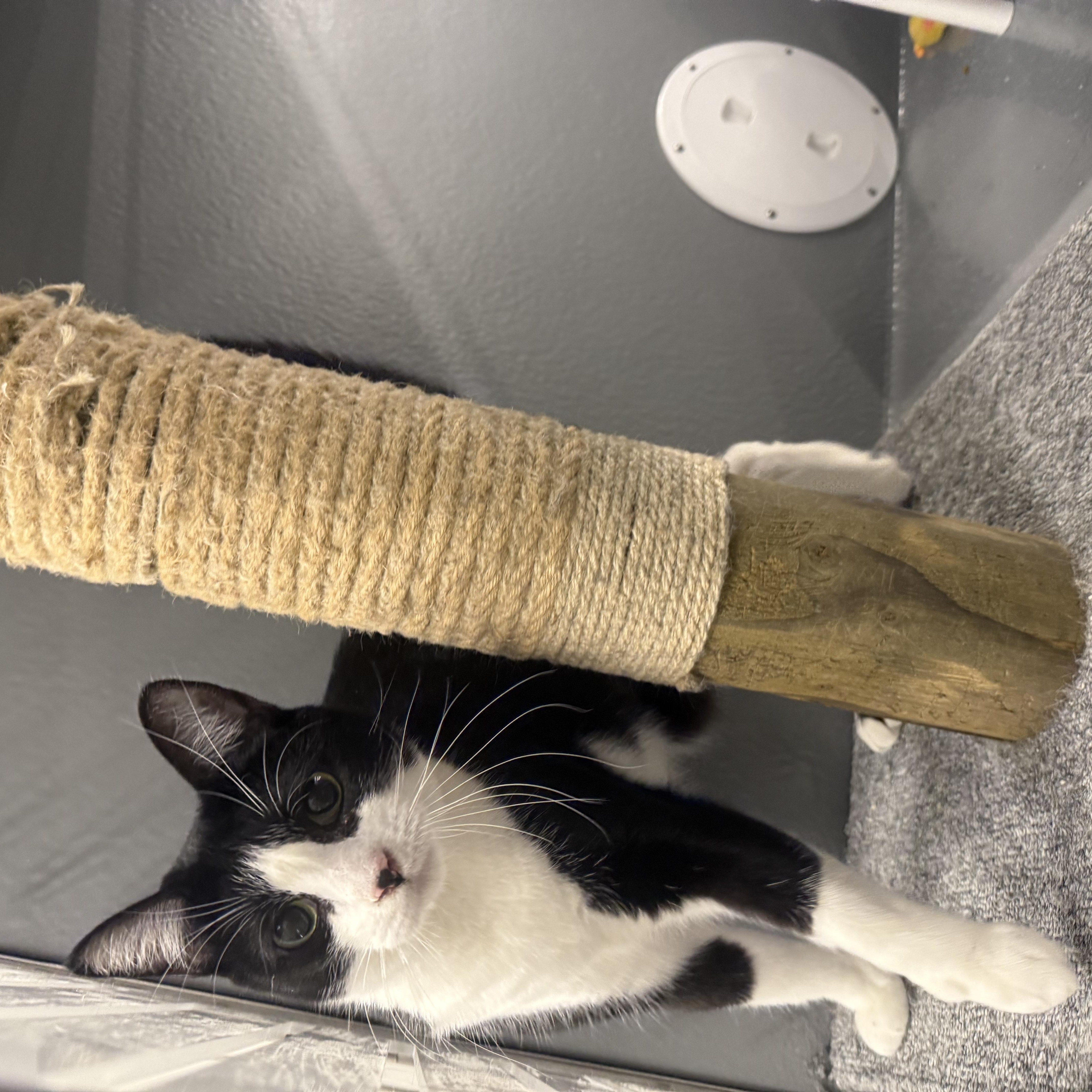 Enlarge Summer Shandy, a Adoptable Domestic Short Hair in Pocatello, ID image 1/1