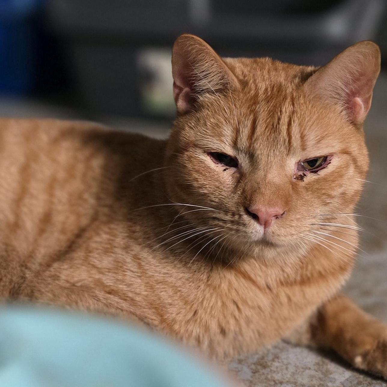 CASEY, Adult Male unknown