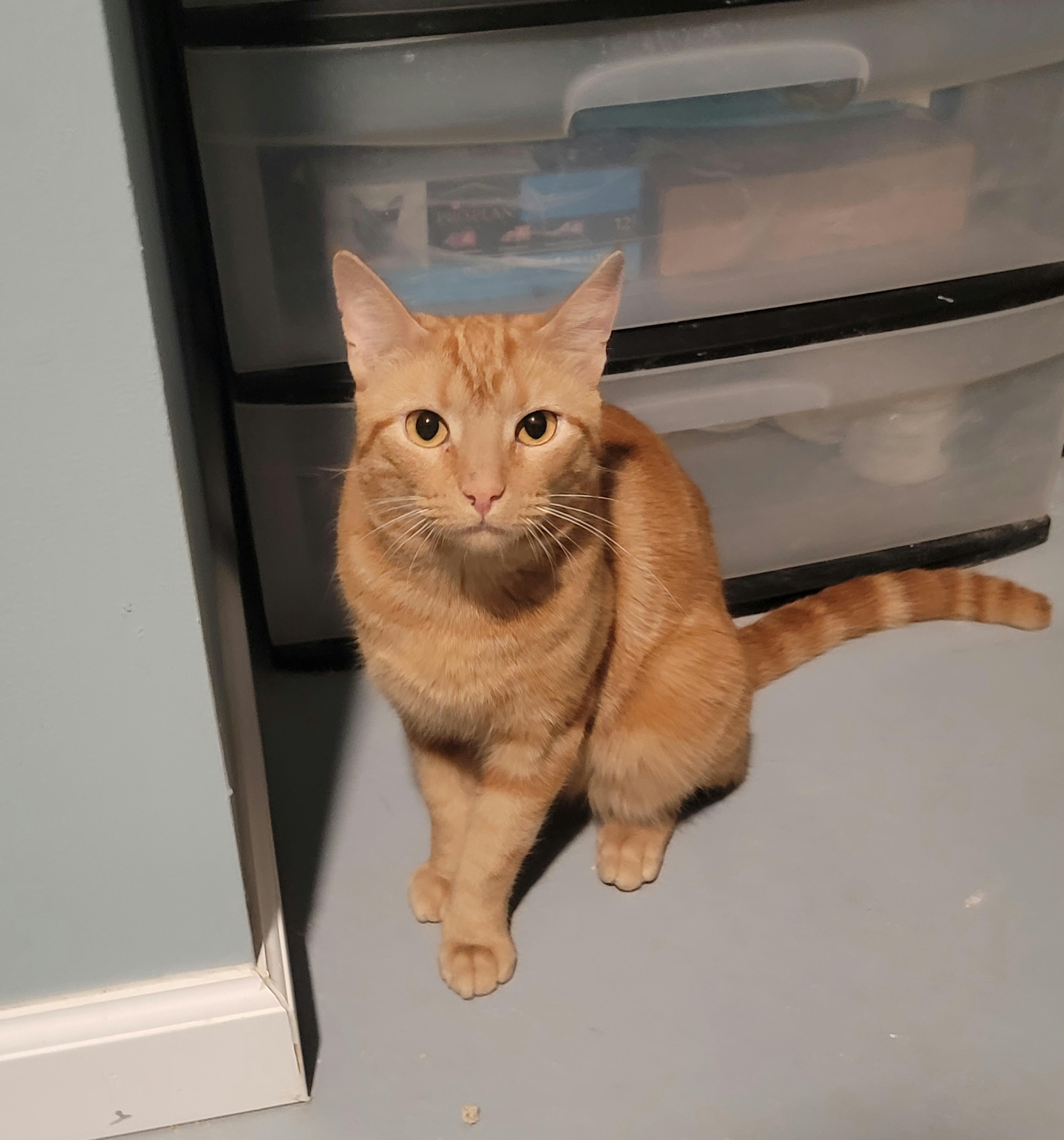 Enlarge CASEY, a Adoptable Tabby in Perth Amboy , NJ image 2/4