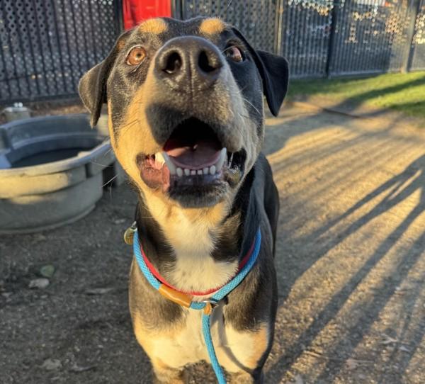 Goulash, a Adoptable mixed breed in Oakland, CA image 1/2