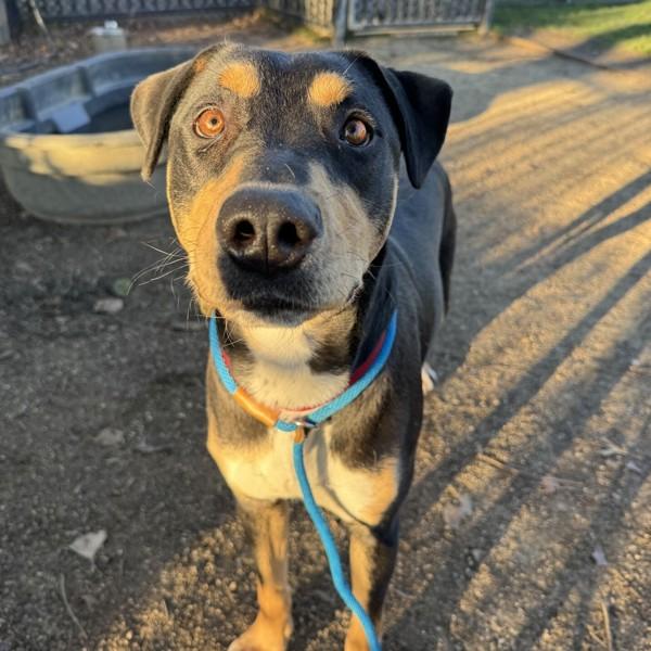 Goulash, a Adoptable mixed breed in Oakland, CA image 2/2