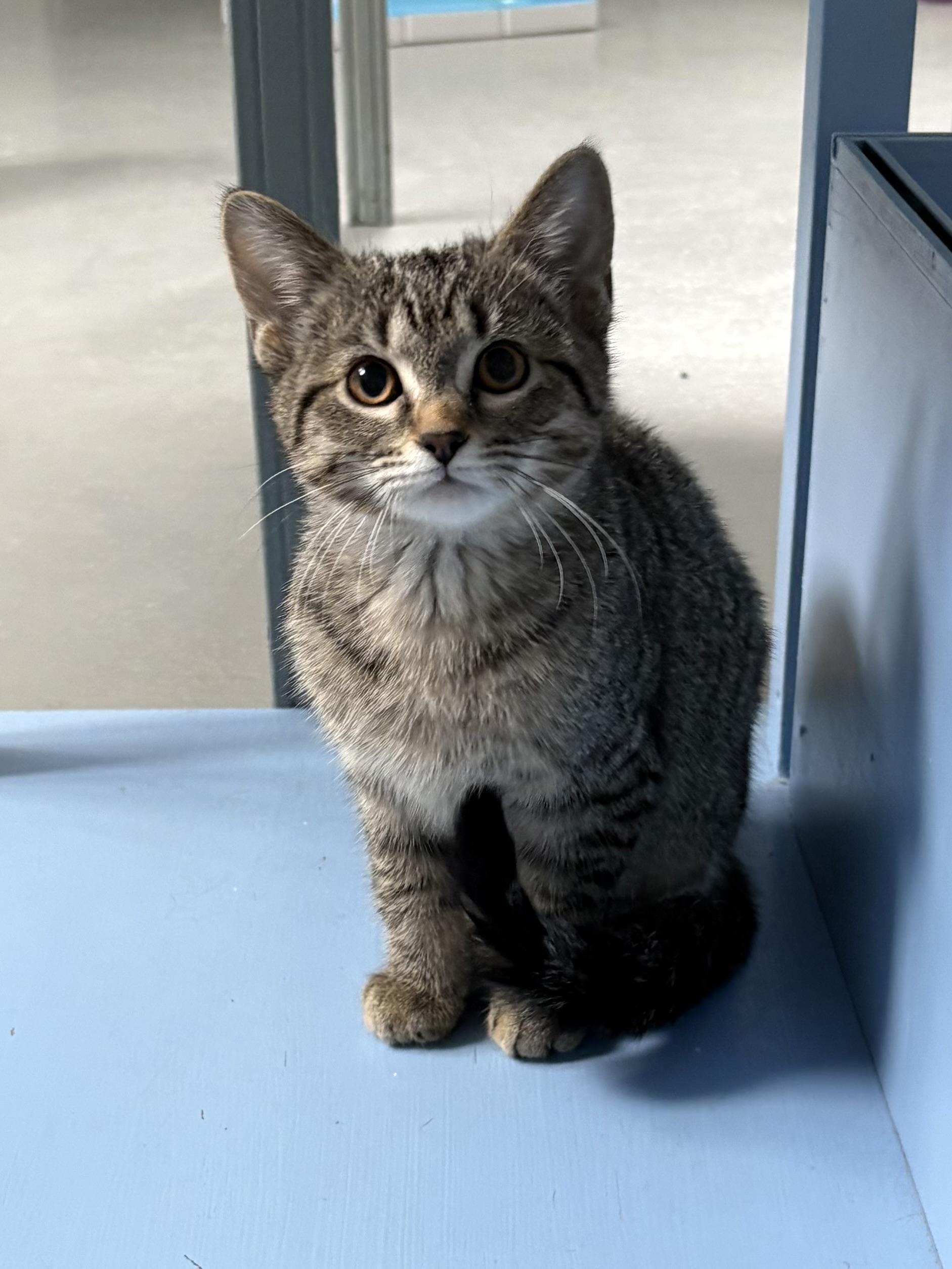 Savannah , a ADOPTABLE American Shorthair in Big Rapids, MI image 1/2