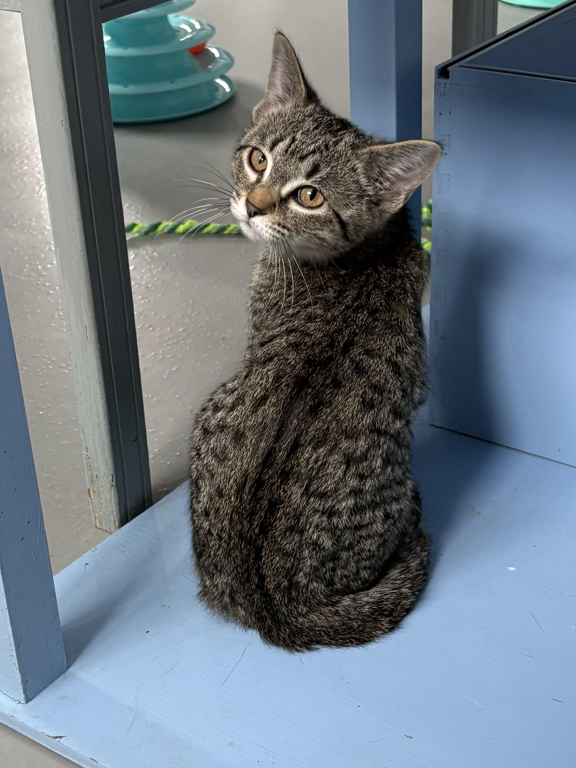 Savannah , a ADOPTABLE American Shorthair in Big Rapids, MI image 2/2