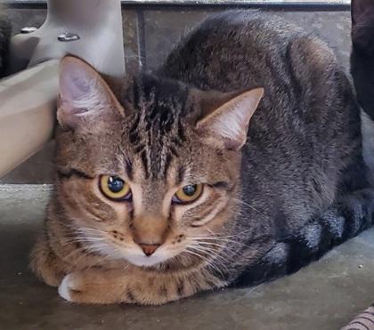 Enlarge Lobster Bisque, a ADOPTABLE mixed breed in Dubuque, IA image 1/3