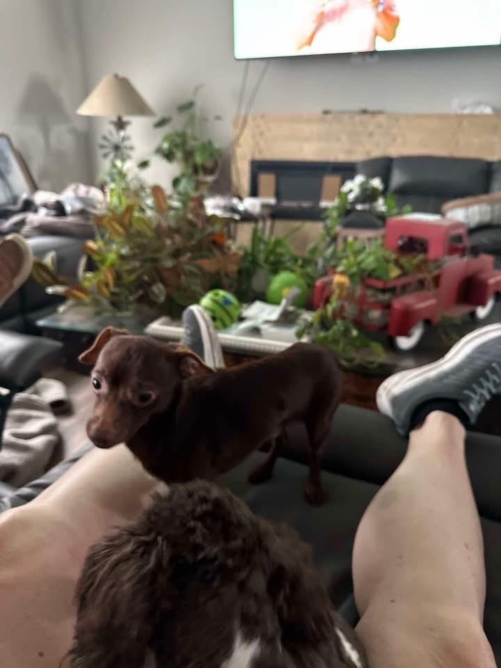 Taco, Adoptable, Adult Male Chihuahua.