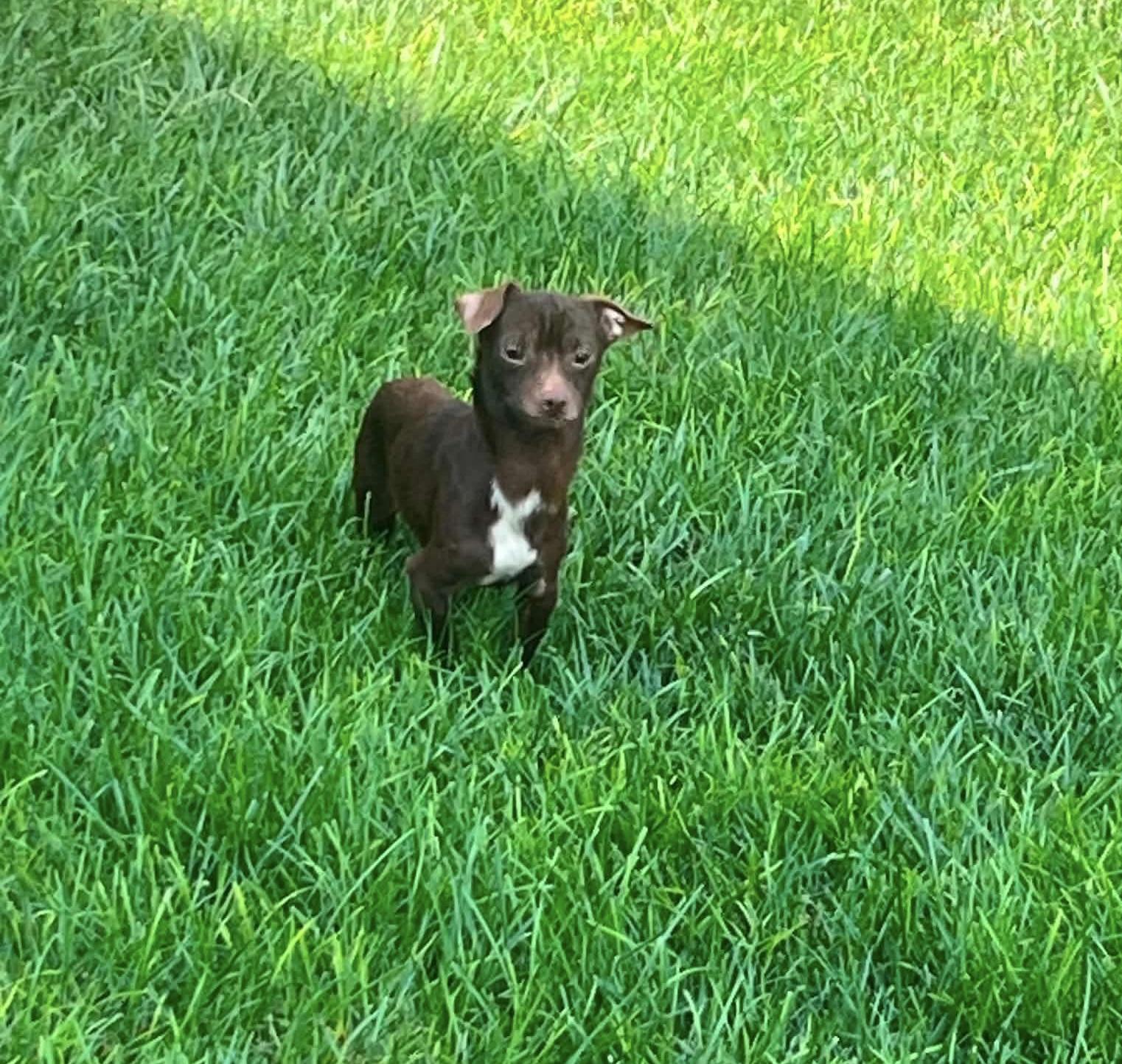 Enlarge Taco, a Adoptable Chihuahua in Richmond, KY image 2/4