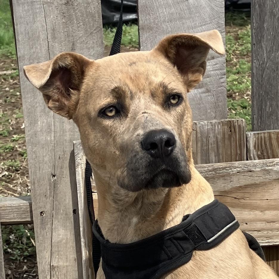 Fawn, Adoptable, Young Female Mixed Breed.