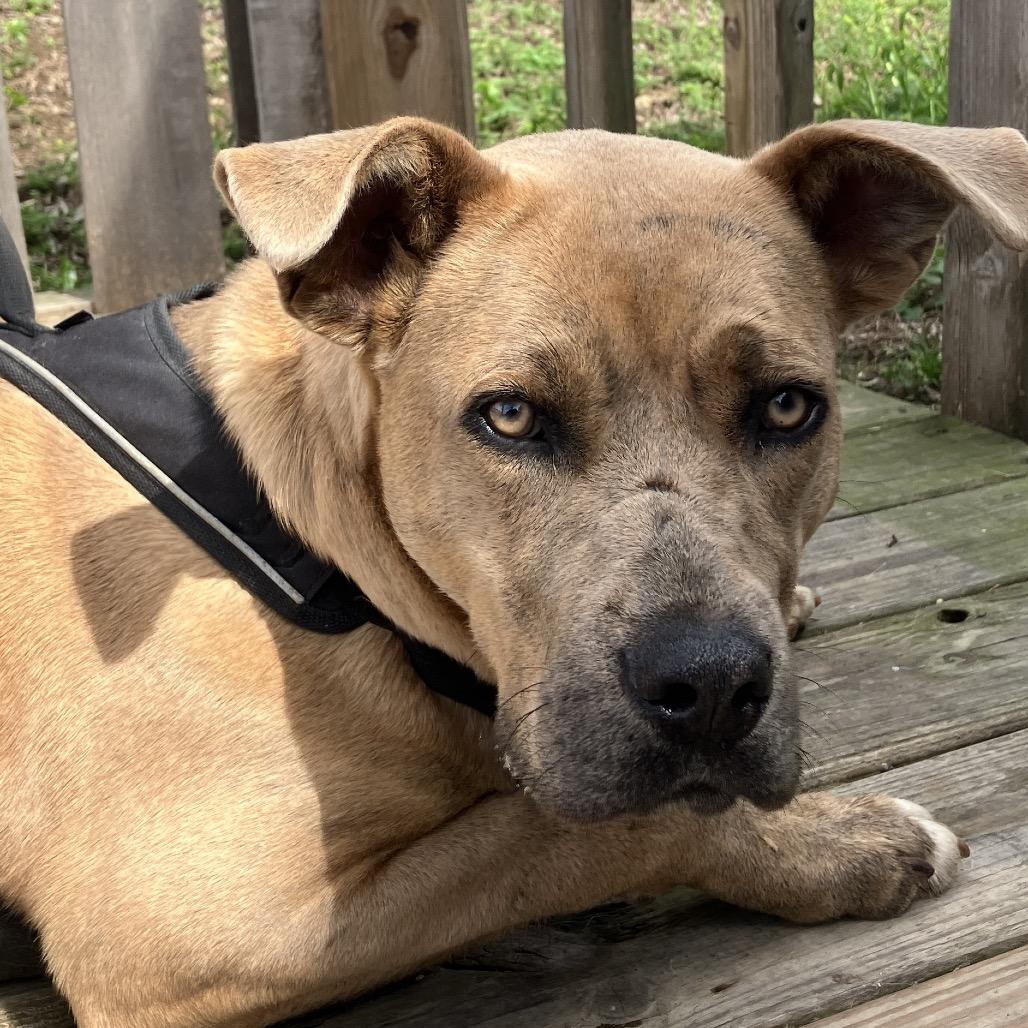 Enlarge Fawn, a Adoptable Mixed Breed in Pulaski, TN image 2/3