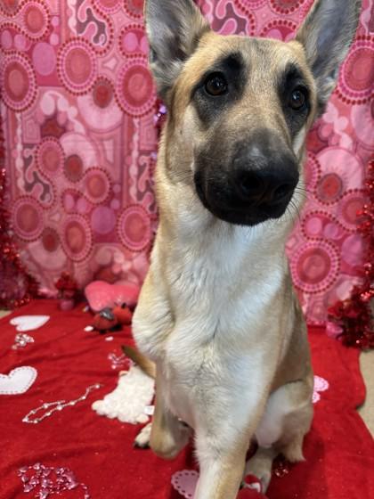 Yellow, Adoptable, Adult Female German Shepherd Dog & Mixed Breed.