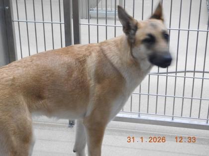 Enlarge Yellow, a Adoptable mixed breed in North Richland Hills, TX image 2/2