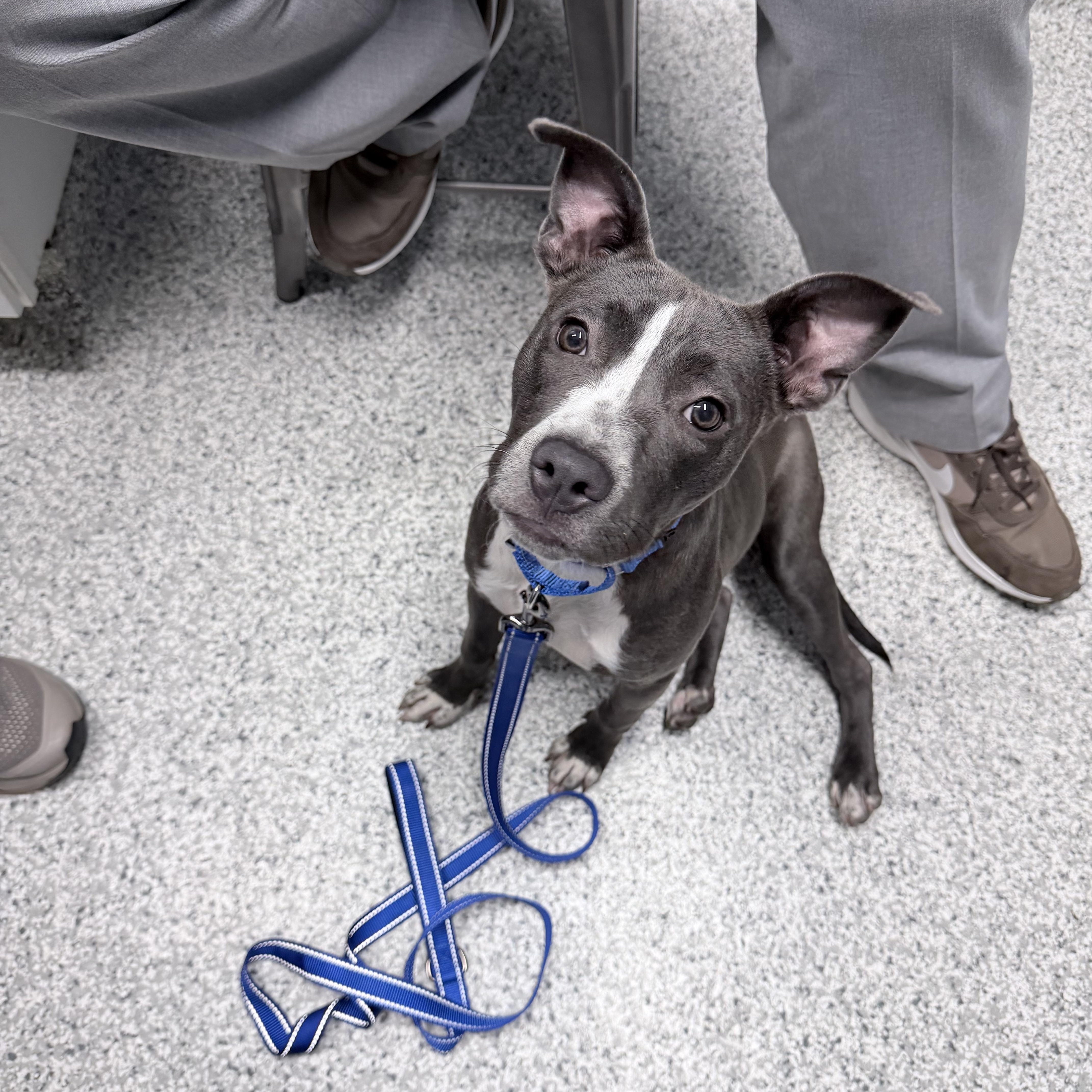 Enlarge Molly Mae, a Adoptable mixed breed in Richmond, VA image 3/4