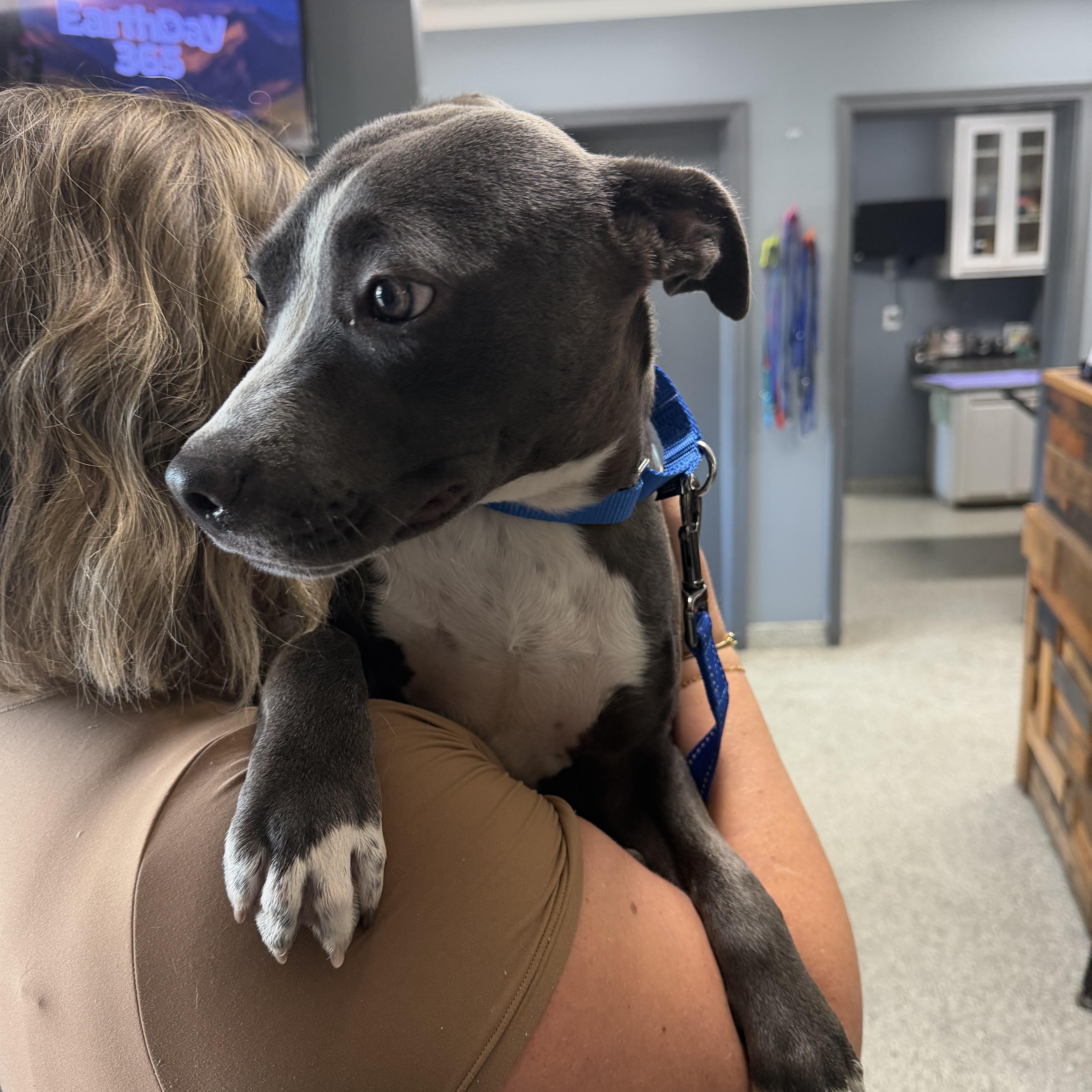 Enlarge Molly Mae, a Adoptable mixed breed in Richmond, VA image 4/4