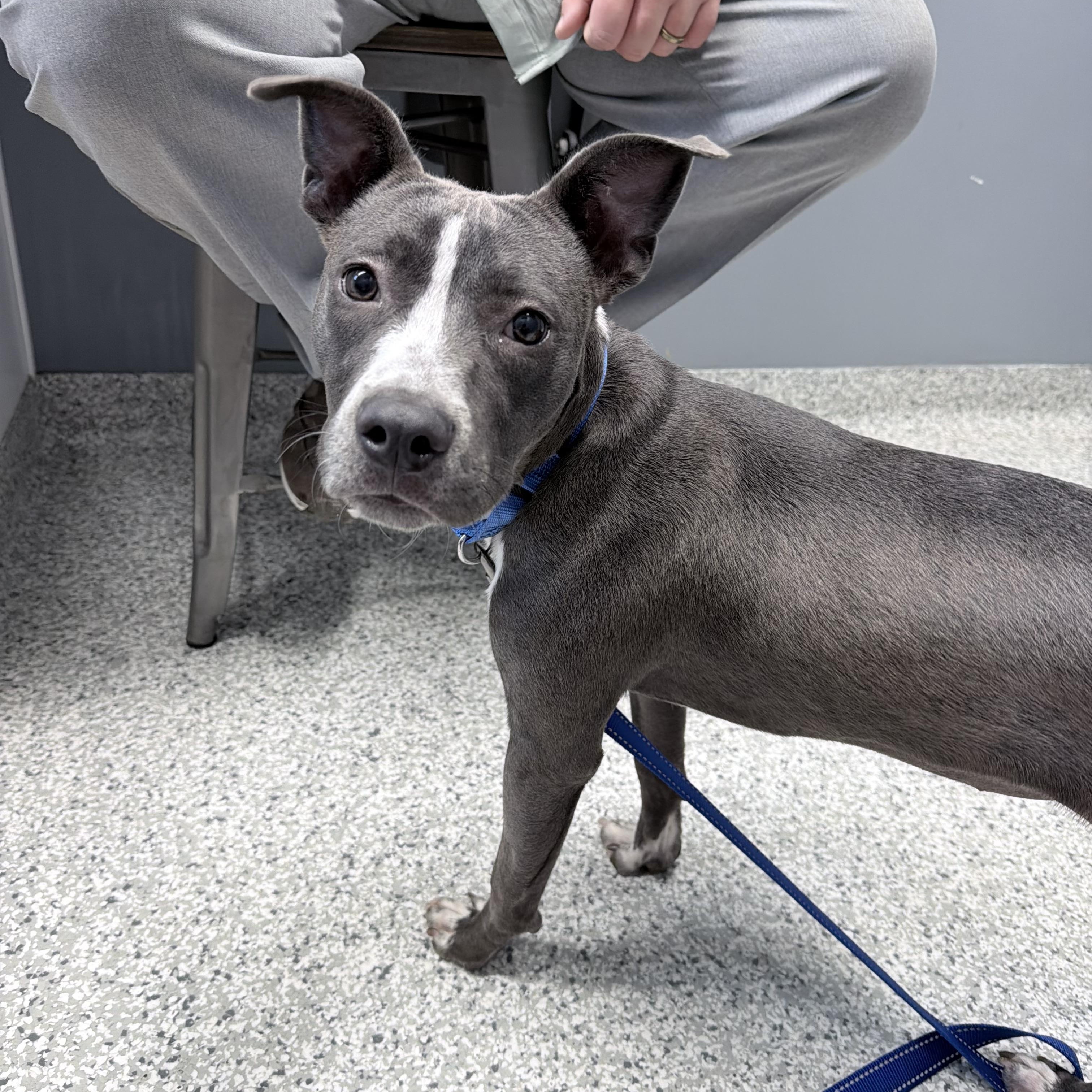 Molly Mae, Adoptable, Young Female Terrier.