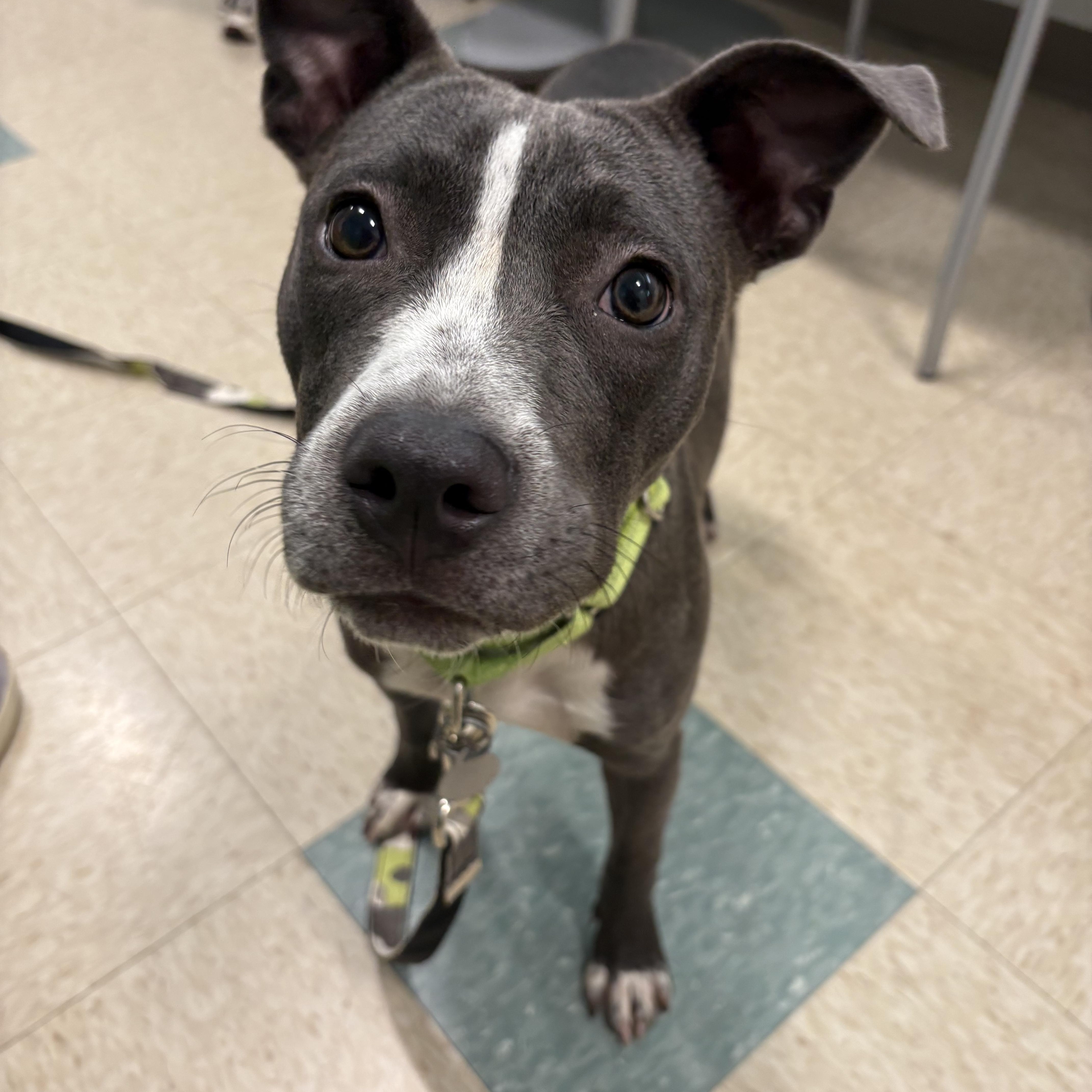 Enlarge Molly Mae, a Adoptable mixed breed in Richmond, VA image 2/4