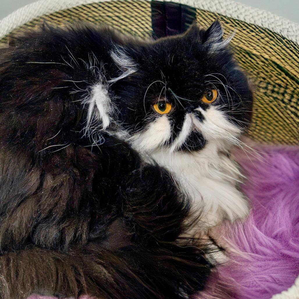 Enlarge Dinah, a Adoptable Persian in Las Vegas, NV image 1/3