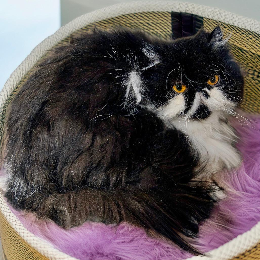 Enlarge Dinah, a Adoptable Persian in Las Vegas, NV image 3/3
