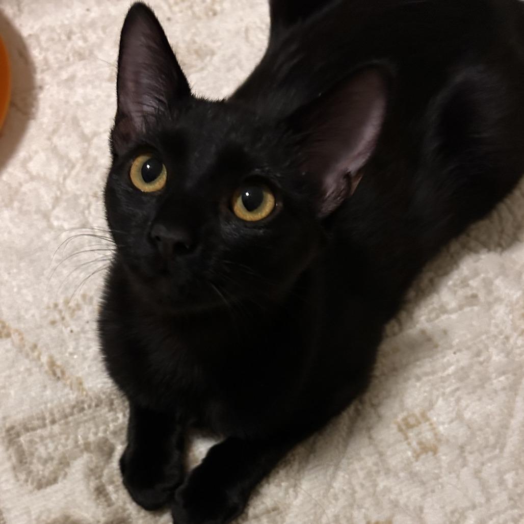 Kendall, Adoptable, Kitten Female Domestic Short Hair.