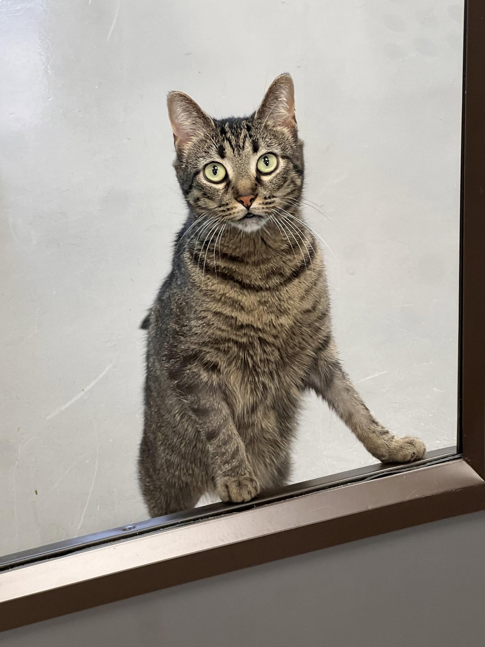 Gertie, a Adoptable mixed breed in Georgetown, KY image 1/3