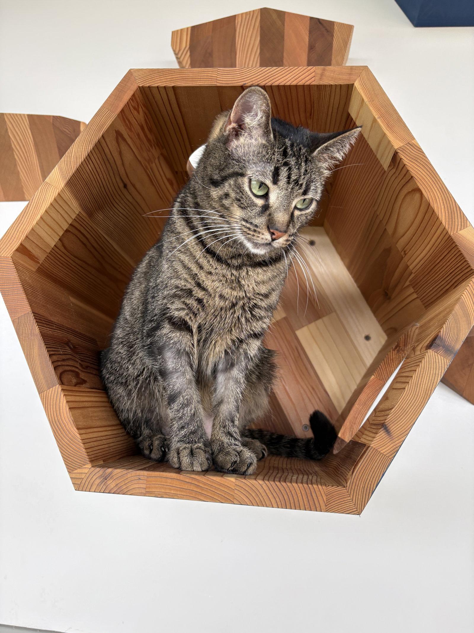 Gertie, a Adoptable mixed breed in Georgetown, KY image 1/3
